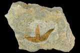 Partial Ordovician Starfish (Petraster?) Fossil - Morocco #118606-1